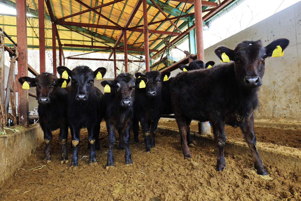 母牛から離された５～８カ月齢の子牛たち。肥育牛になるか繁殖牛になるか、この段階で見極める。