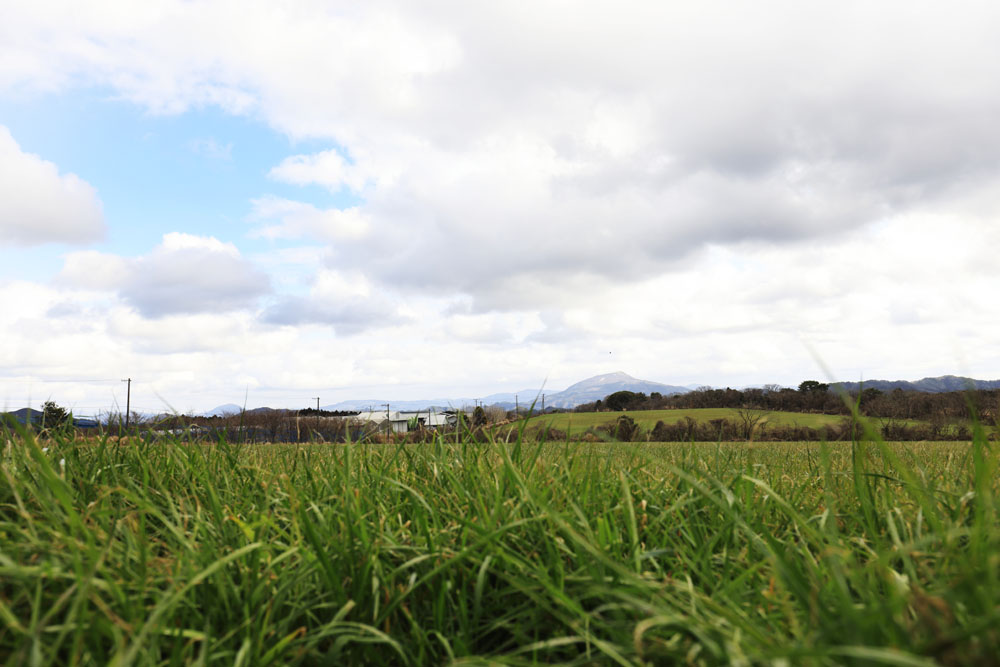 粗飼料となるイタリアンライグラスを栽培する採草地。飼料の栽培は今後いっそう力を入れていく。