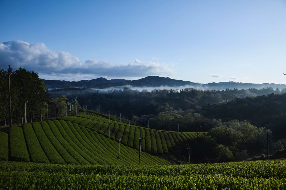 茶畑風景