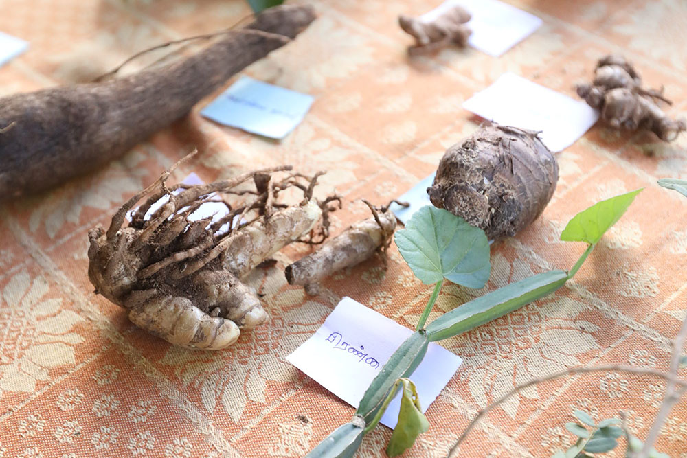 INDIA [Nilgiri]野生食材の多様性と先住民の食文化を知る、ニルギリ初の食フェスティバル