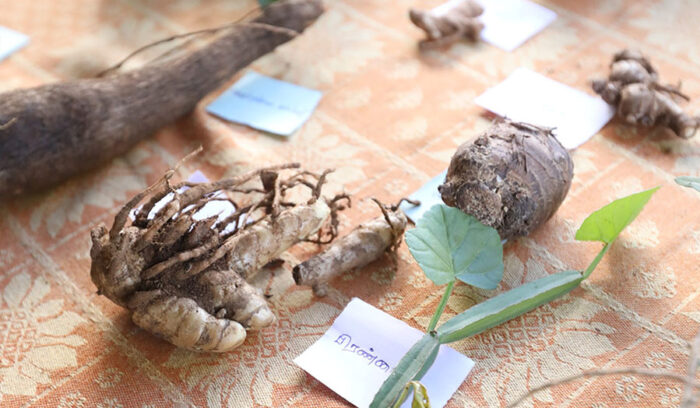 India [Nilgiri]野生食材の多様性と先住民の食文化を知る、ニルギリ初の食フェスティバル