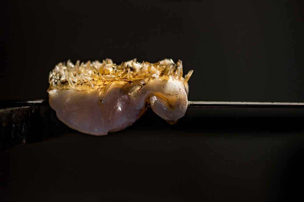 見事に美しくそり立った鱗。