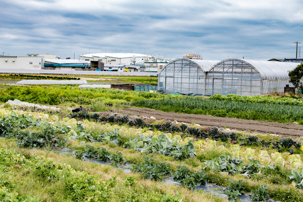 少量多品種で野菜を栽培する「桑高農園」
