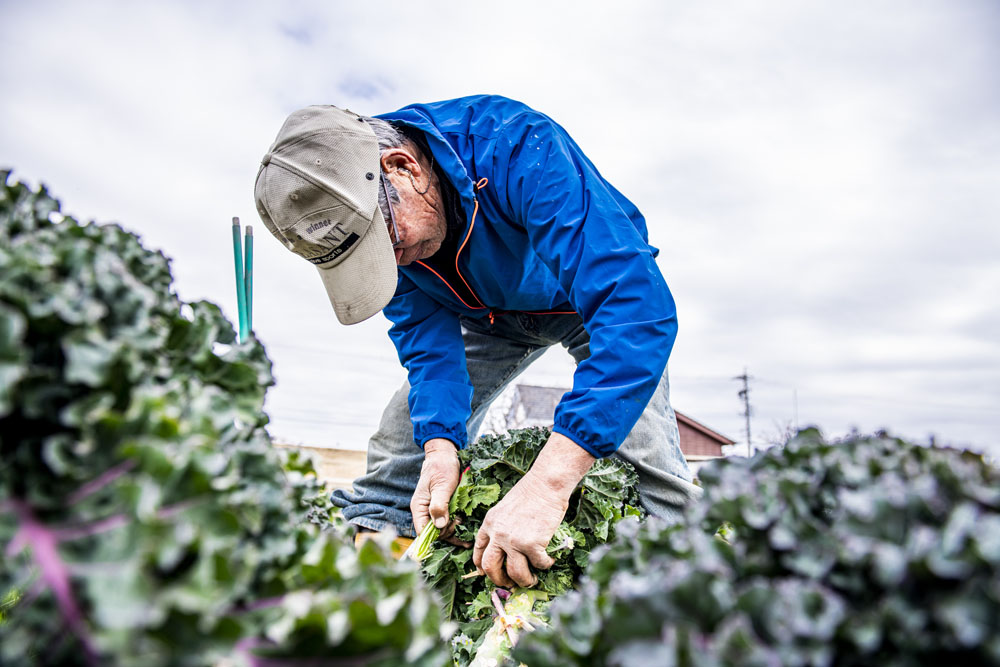 芽キャベツからセロリまで、畑から小型ナイフで野菜を収穫しては、来訪者に味見させる茂夫さん。「うちの野菜はえぐみがないでしょ。あるのは甘味で、それも口の中であと残りせずきれいに消える。これが料理人にとって大事なの」