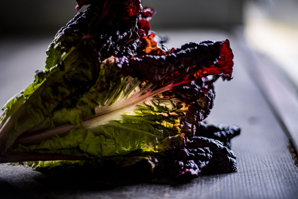 サニーレタス。葉先に赤身のあるものがほしいと料理人の要望で栽培を始めた。「寒さがきてもくしゃっとへたらない」