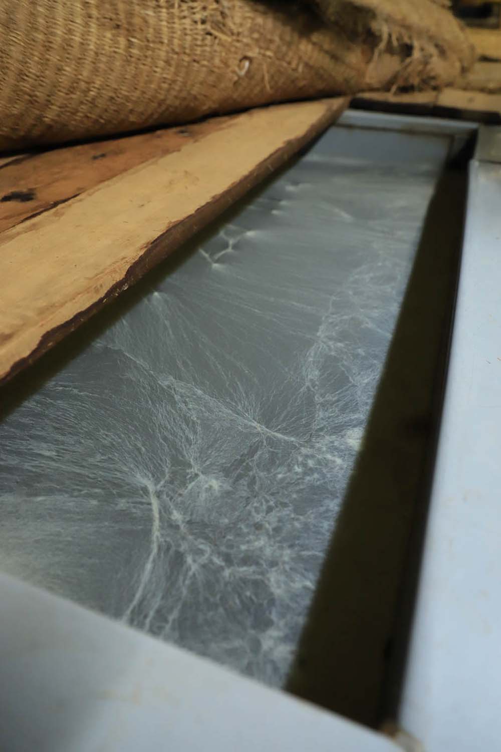 酢醪（すもろみ）の表面を覆う酢酸菌膜。次回仕込むもろみに移植することで、蔵の菌が受け継がれていく。