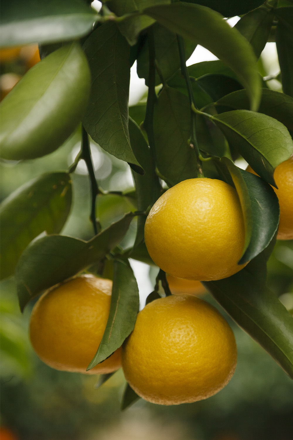 葉っぱで守りながら、美肌自慢の柑橘に　小夏