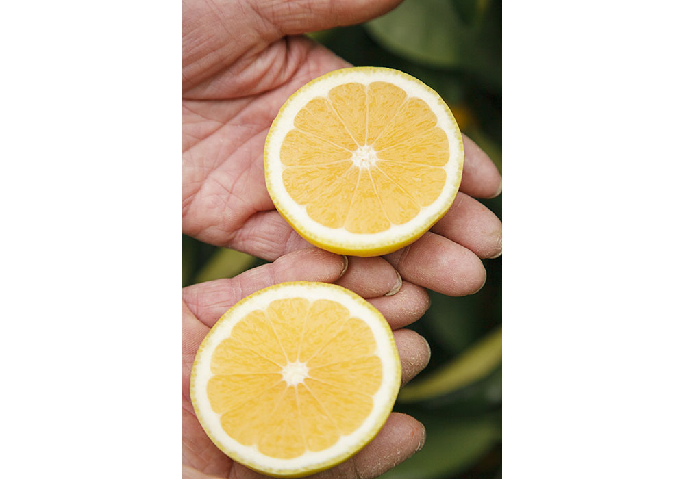 柔らかで甘い果肉は、まるで天然のゼリー