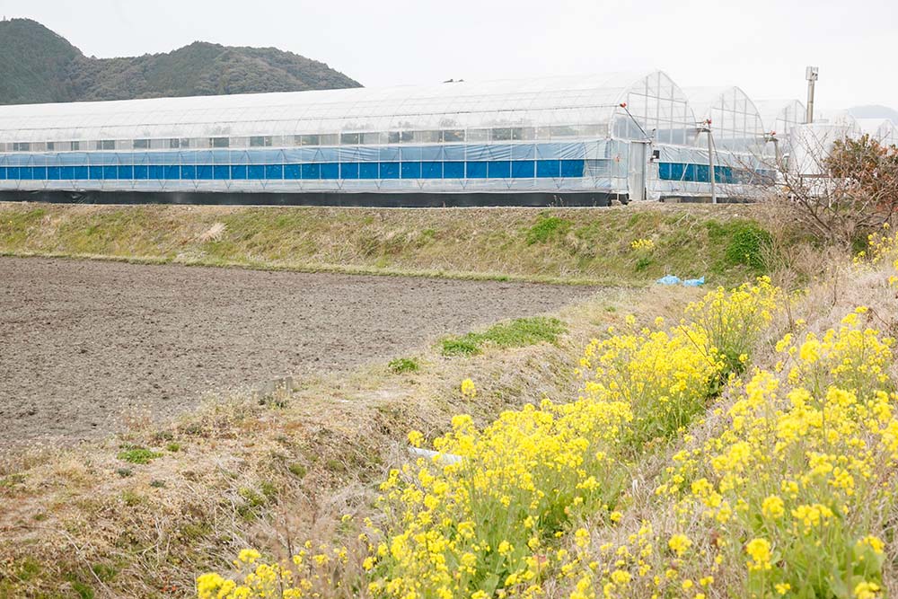 周囲の畑より一段高い川澤さんの小夏畑