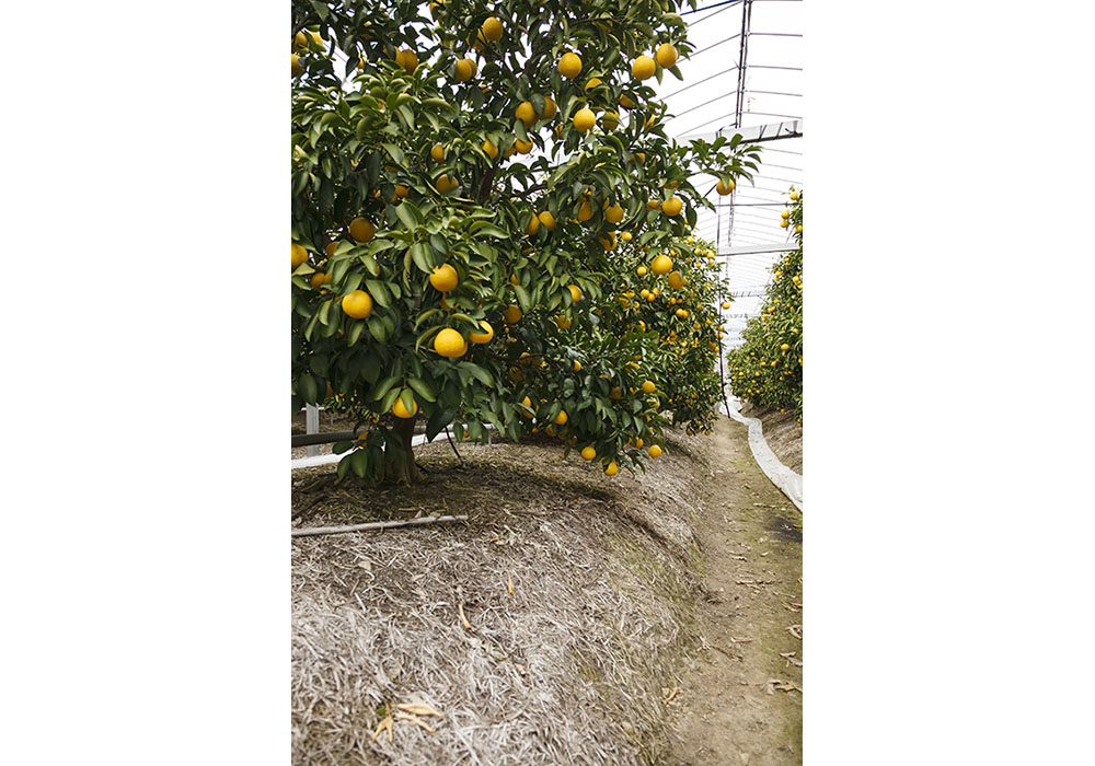 水はけが良いよう山の土をさらに盛り、高畝にして栽培する