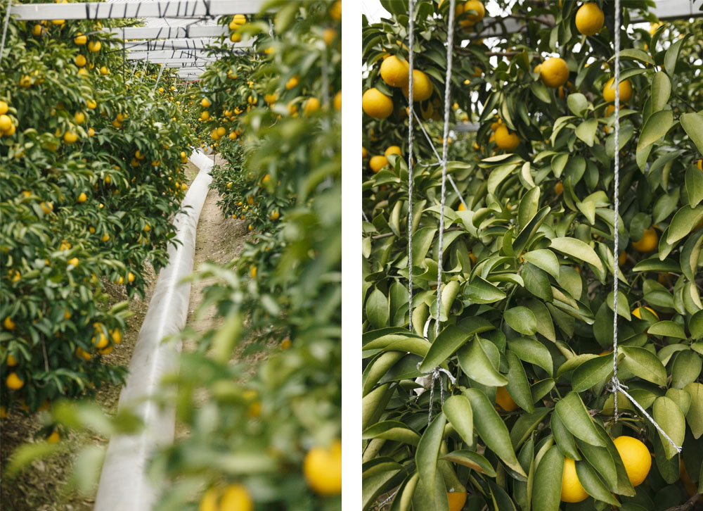 （写真右）ビニールトンネルに熱風を送りこみ凍結防止に（写真左）日焼けしない程度に紐で枝を持ち上げる