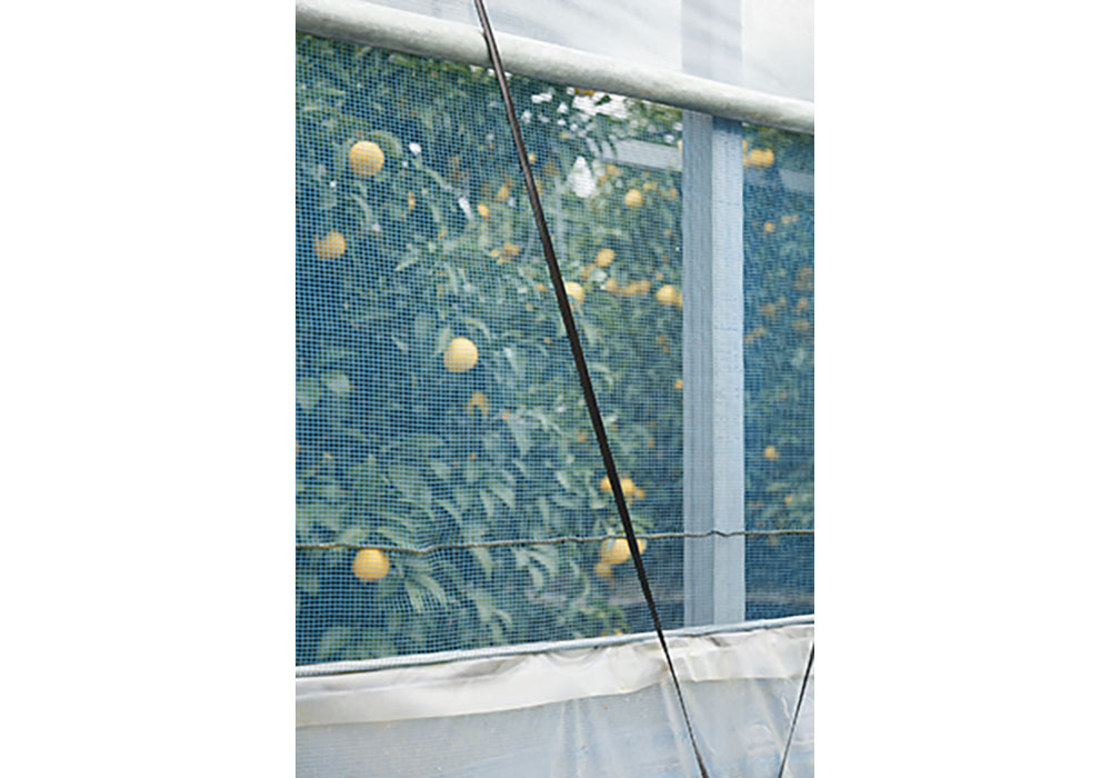 ハウスの脇は網が張られ、外気が常に行き届く。害虫の侵入も防げる。