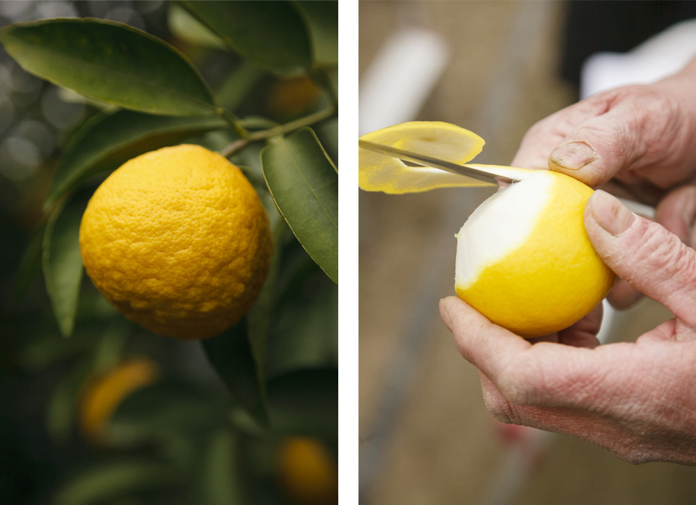 （写真左）日がよく当たると小夏の皮も写真のように少しゴツゴツに。（写真右）リンゴのように剥くのが昔ながらの食べ方だ。