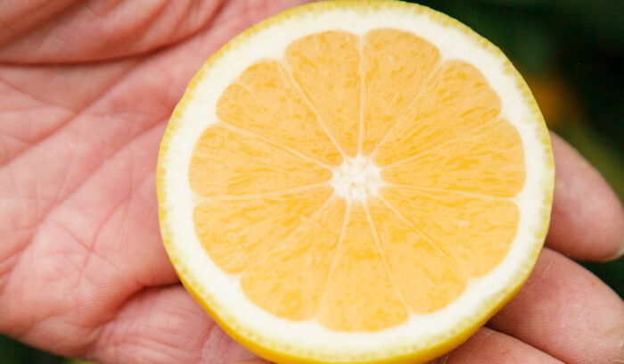 KONATSU (Citrus tamurana)