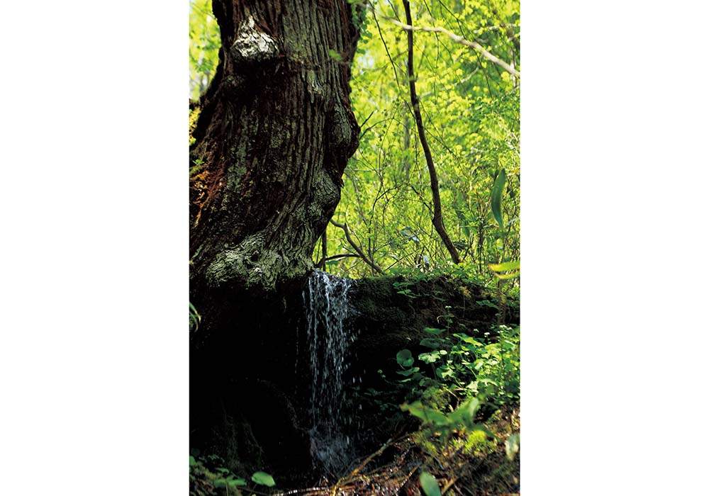 森を食資源として捉える