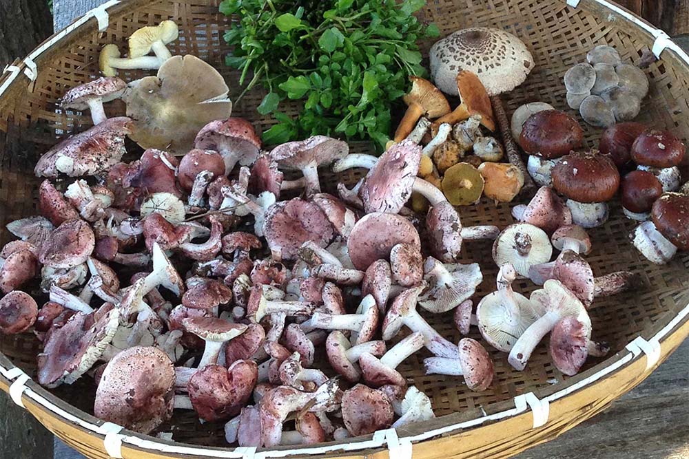 【森グルメ】シェフが通う里山料理の第一人者「職人館」北澤正和さんの教え