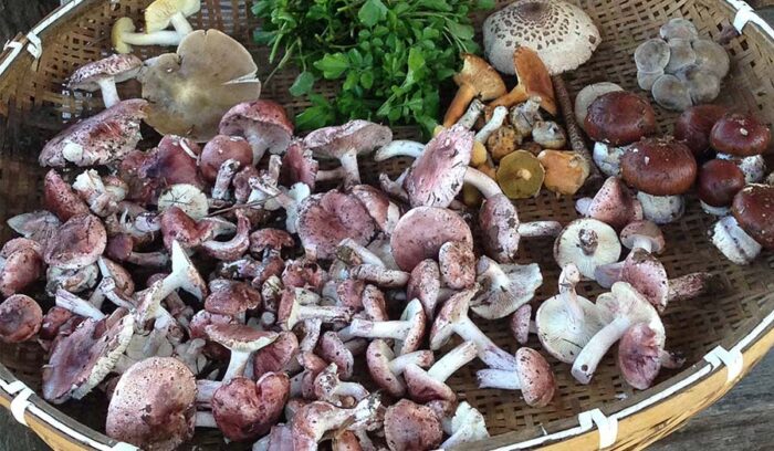 【森グルメ】シェフが通う里山料理の第一人者「職人館」北澤正和さんの教え