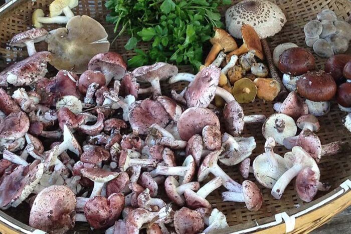 【森グルメ】シェフが通う里山料理の第一人者「職人館」北澤正和さんの教え