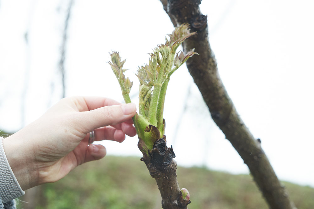 クルックフィールズの野生の森