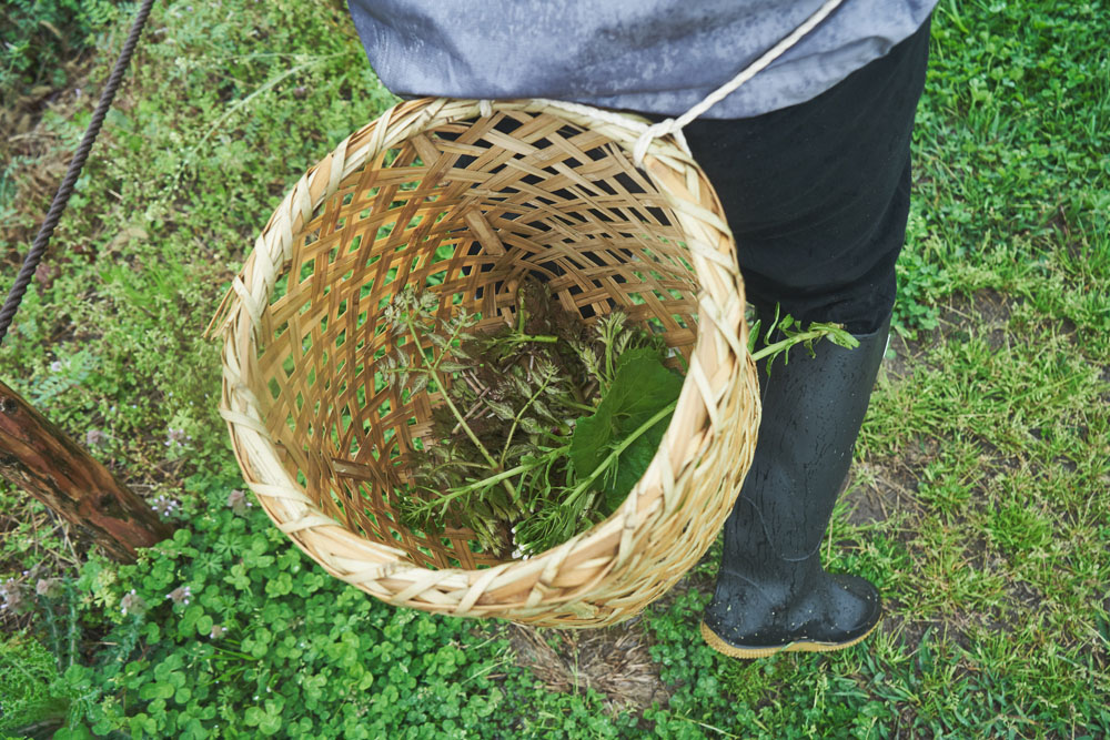斜面にしがみつくように生えたクロモジ。お茶菓子用の高級楊枝で知られますが、香りのある枝葉はハーブティーとしても。葉っぱをこすって匂いを嗅ぐと、甘く爽やかな香り。