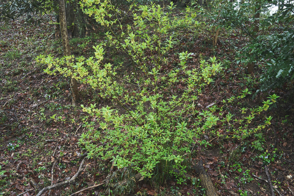 斜面にしがみつくように生えたクロモジ。お茶菓子用の高級楊枝で知られますが、香りのある枝葉はハーブティーとしても。葉っぱをこすって匂いを嗅ぐと、甘く爽やかな香り。