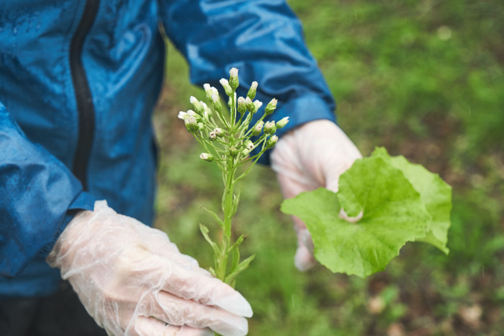 フキノトウを摘んだ後の斜面にフキの葉が群生しているのを発見。