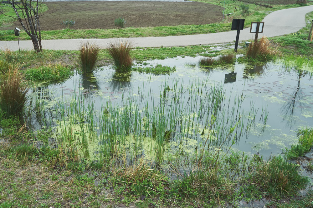 施設から出る排水は浄水槽を通った後、植物や微生物のはたらきを活用した“バイオジオフィルター”という場内を巡る仕組みで浄化されます。池にはカエルの鳴き声が響き、オタマジャクシがたくさん。