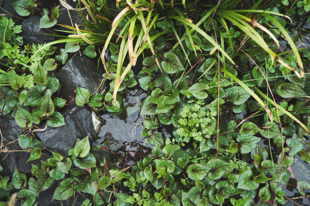 水辺にはドクダミやセリ、クレソンがわさわさと。