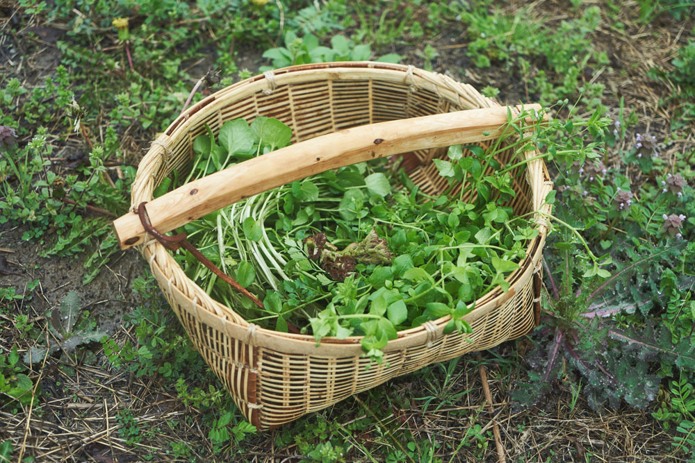はこべもゲット。摘んだ山野草はランチの食材になります。