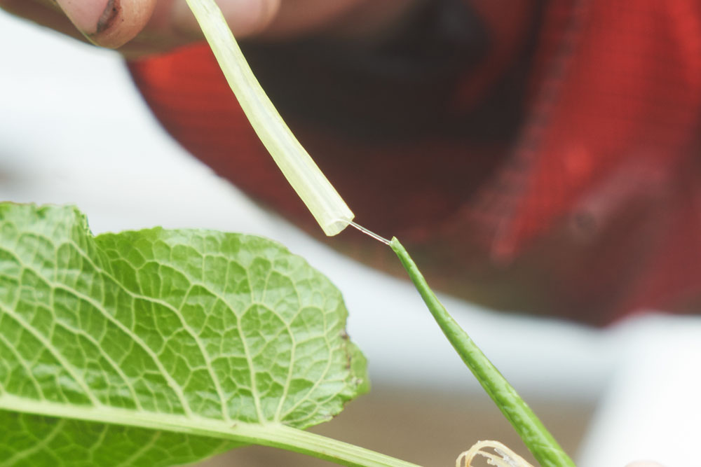 「ギシギシ」という名前のタデ科の野草。シュウ酸が多くあまり食用されないけれど、ぬるっと柔らかな若芽はおいしそう・・・。