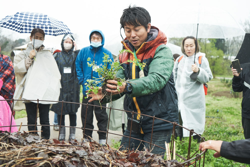 堆肥に生えたセリを引き抜き、「根っこが白いのは元気な証拠」と農場長の伊藤雅史さん。