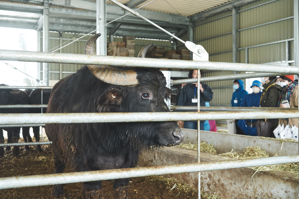 日本では珍しい水牛も飼育しています（本州ではここだけ）。脂肪分の多い水牛の乳から作るモッツァレッラは大人気。乳だけでなく糞も大切な資源です。