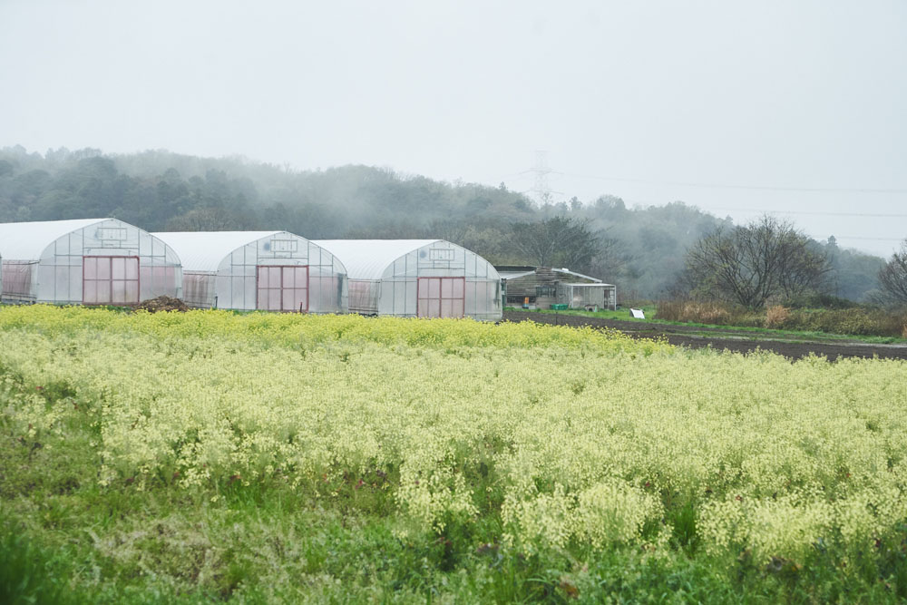 堆肥舎へ向かう途中。手前の淡い黄色はブロッコリーの菜の花。奥の濃い黄色はカブの菜の花。