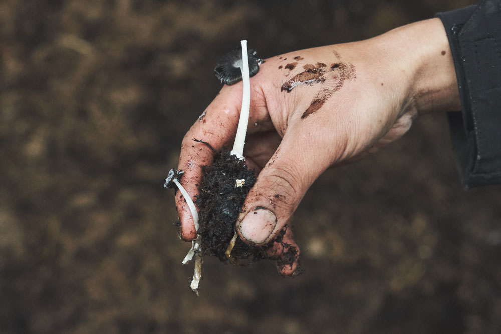 水分量を調整しながら発酵を進めて４カ月後の牛糞。表面にはキノコがぽつぽつと。微生物によるいのちの循環を実感。