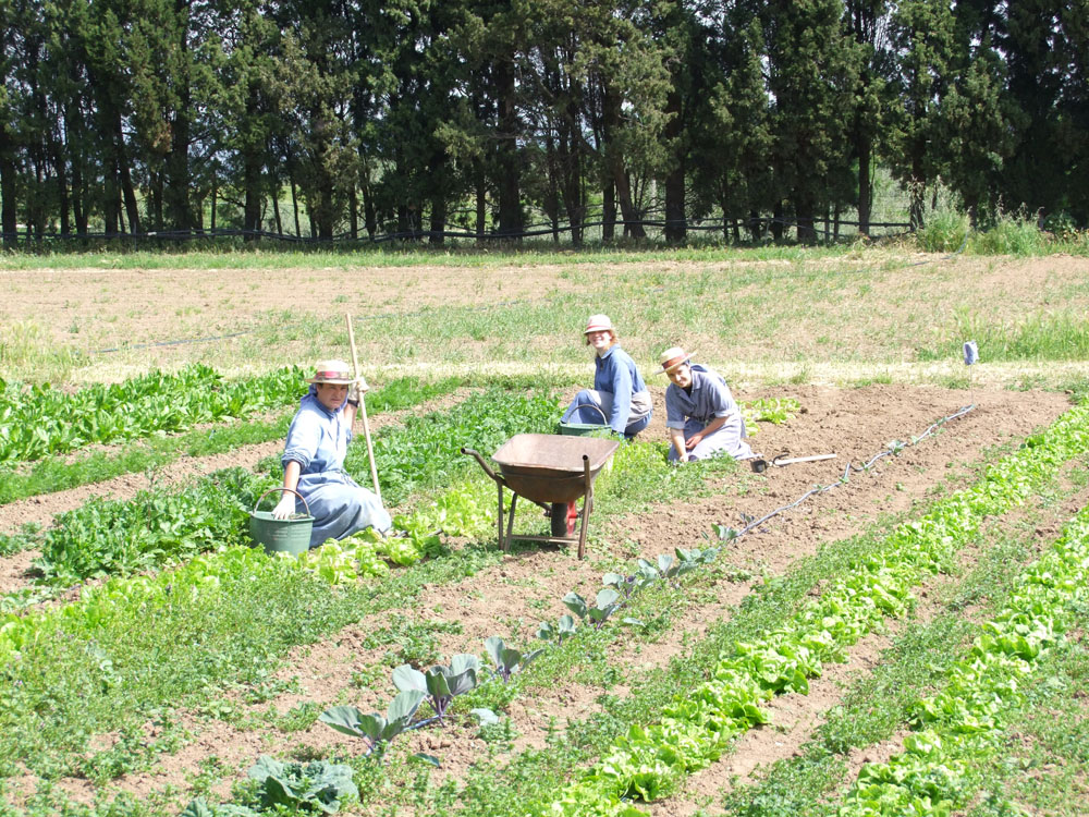 ６人の修道女が農業活動