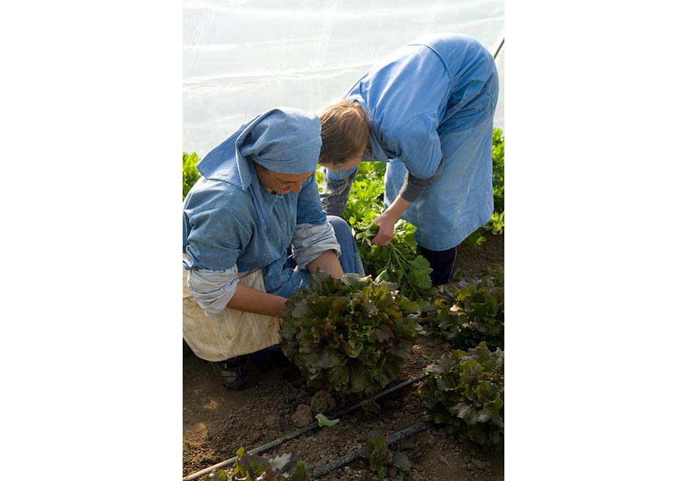 “農業（agricoltura）”