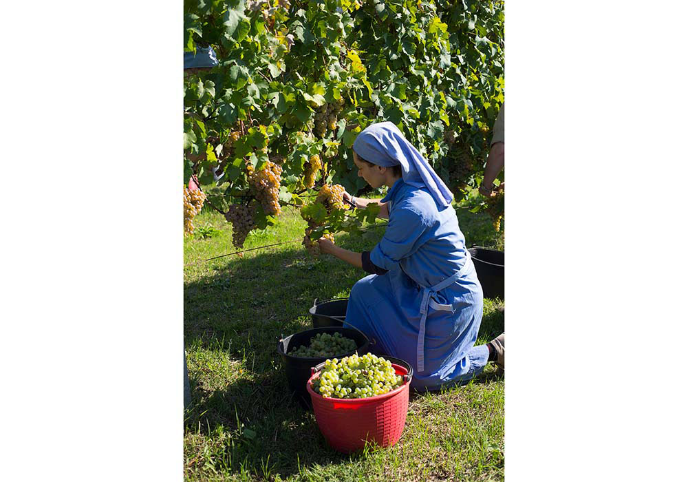 ４ヘクタールの畑