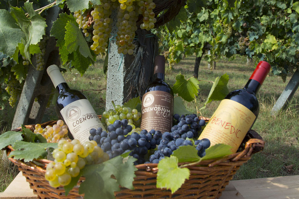 生産しているワインは３種類