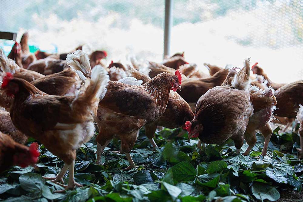 2023年6月11日（日）開催！【生きる力を養う学校】第１回「卵と小麦」
