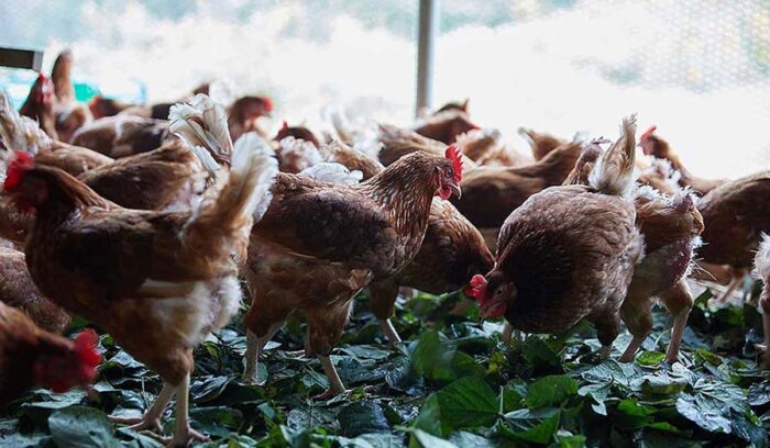 KURKKU FIELDS×料理通信【生きる力を養う学校】いよいよ開講！