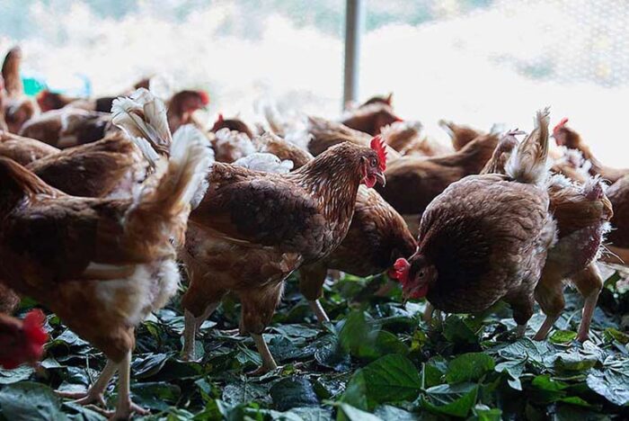 KURKKU FIELDS×料理通信【生きる力を養う学校】いよいよ開講！