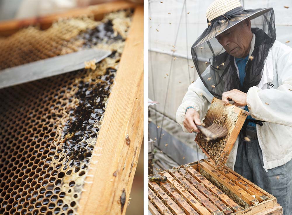 定住型採蜜は、冬場のケアが大切。巣枠にびっしりといた働き蜂を刷毛で払い落とすと、六角形の巣の中にキラキラとハチミツが光って見える。巣から溢れんばかりに盛り上がっているところも。定住型採蜜では冬場、代用花粉を用意し、蜜蜂の数が減らないようケアしている。