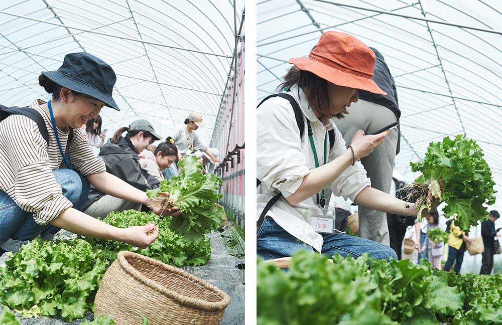 初めて見るレタスの根っこに興味津々、根に焦点を合わせて写真を撮る。「根も食べられますか？」の質問も。