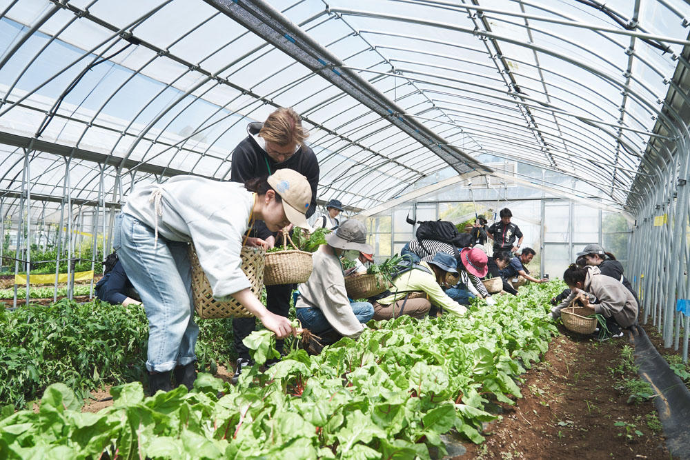 別のハウスではスイスチャードを収穫。スイスチャードには赤茎と黄茎があって、緑に繁った葉の下が鮮やかです。