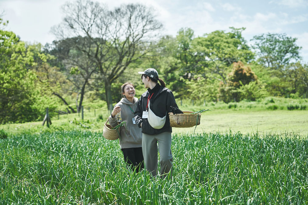 タマネギ畑では、根が膨らみ始めて「葉タマネギ」になった状態を収穫。「この時期は、葉と根、両方を食べられて２倍おいしい」と伊藤さん。「結球が進むと葉は茶色く枯れてタマネギになります」