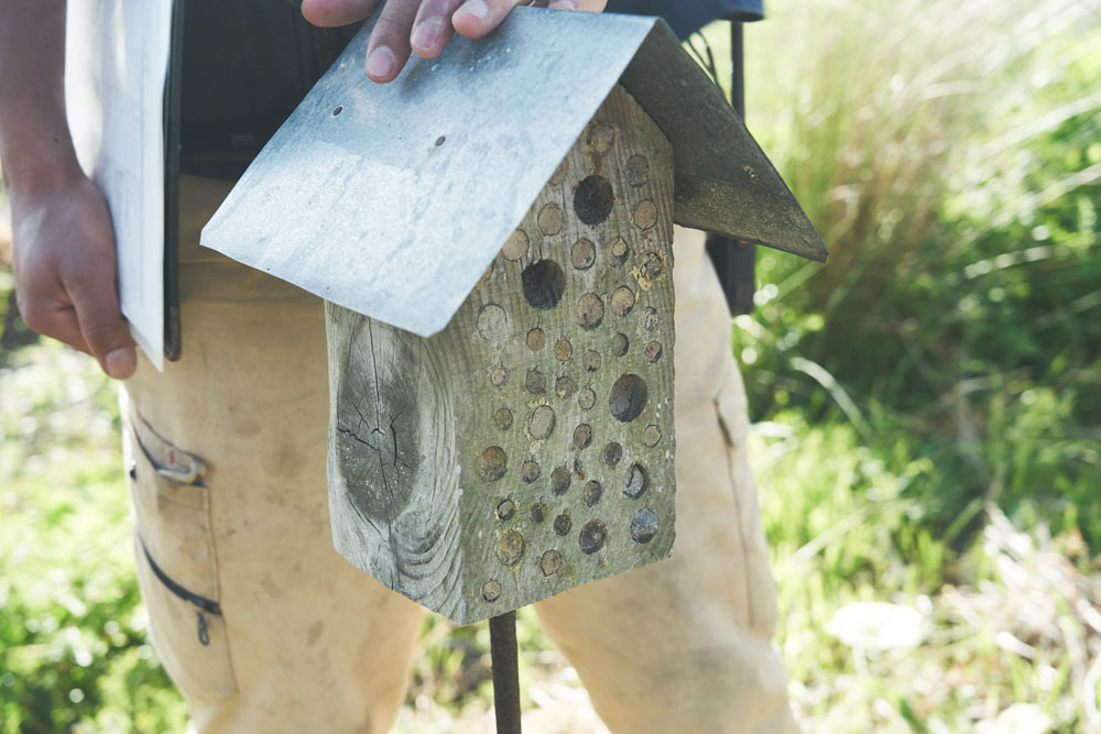 穴の中に虫が卵を産み、餌を入れて、泥で穴をふさぐ。やがて、卵が返り、巣立っていく。「このバグホテルは入居率が高い。ほら、穴が埋まっているでしょ。人気物件です（笑）」。大きい穴は入居率が悪いそうです。