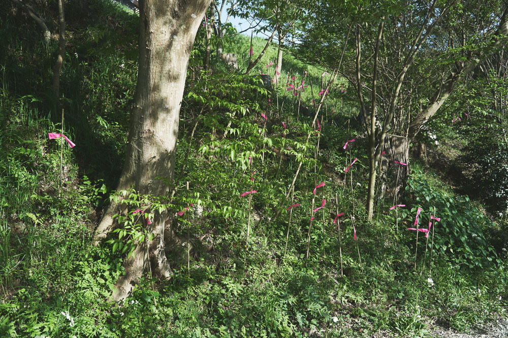 ピンクリボンを結んだ棒の根元にはタラノキの赤ちゃんが芽吹いています。草刈りの際に刈り取ってしまうのを避けるための目印。森を健全な状態に守るには、多様性を損なわないような注意も必要。