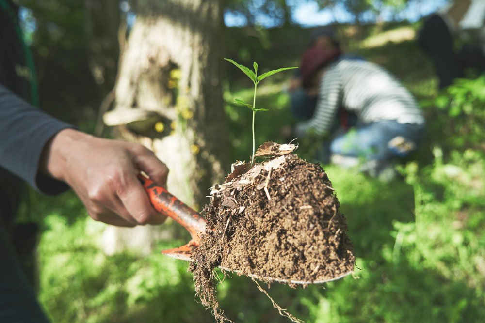 コナラ、クスノキ、エノキ、アカメガシワなど、いろんな木の赤ちゃんを参加者全員でレスキュー。「草に埋もれないくらいまで育ててから森に返しましょう」