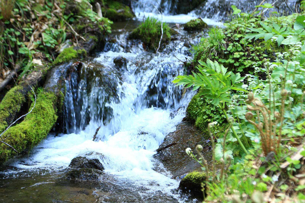 豪雪地帯だから、春になると、川やせせらぎの水量が増える。きれいな水が豊富なのも栄村の山菜がおいしい理由。ちなみに米のおいしさにも定評がある。
