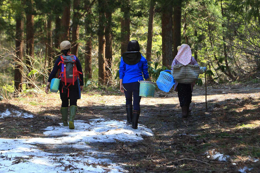 陽の当たらない場所の雪はなかなか解けない。なごり雪を踏みしめながら、森の中へ。「重たい雪が降る土地のほうが山菜はおいしい気がする」と蓮池さん。